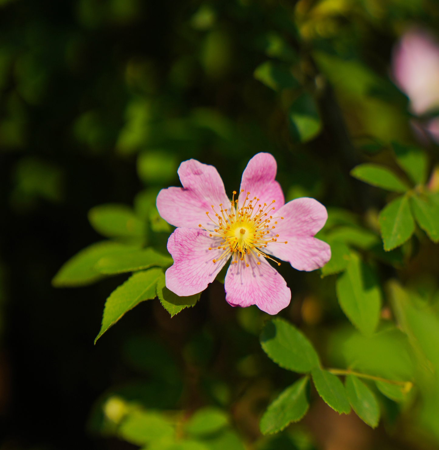 Midnight-Sun - Alaska Wildflower Herbal Tea Blend