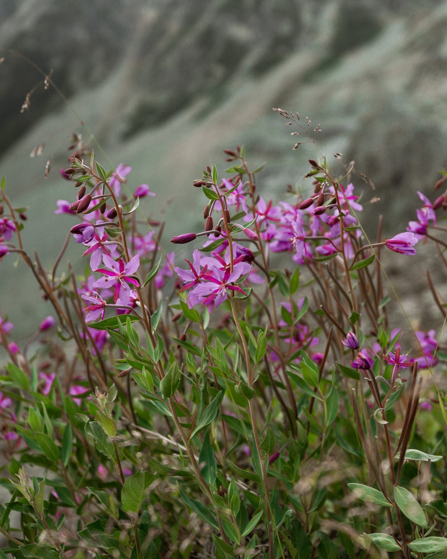 Midnight-Sun - Alaska Wildflower Herbal Tea Blend